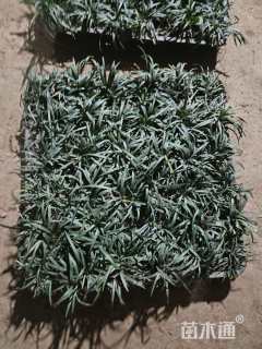 高度5厘米玉龙草