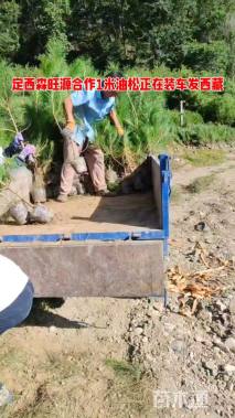 高度105厘米油松