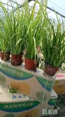 高度30厘米金叶石菖蒲