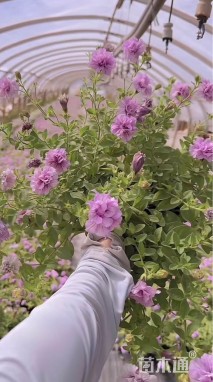 高度15厘米牵牛