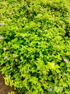 高度50厘米粉花绣线菊