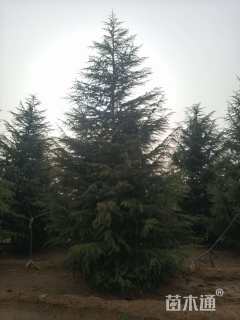 高度400厘米雪松