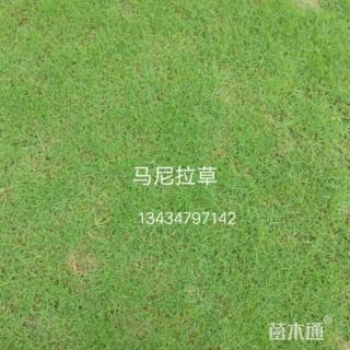 大叶油草