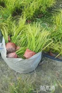 高度25厘米金叶菖蒲