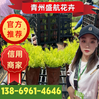 高度15厘米金叶佛甲草