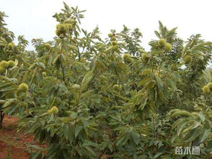 3公分白栎