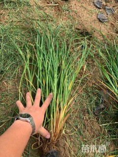 高度30厘米崂峪苔草