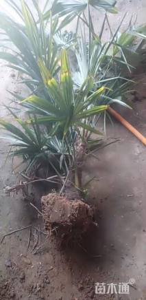 裸干高10厘米棕榈