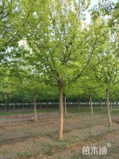 16公分复叶槭