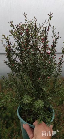 高度30厘米澳洲茶