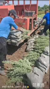 高度45厘米银姬小蜡