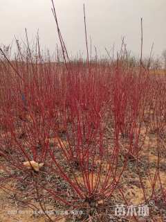 高度150厘米红瑞木