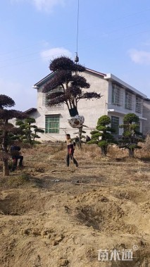 20公分造型红花继木桩