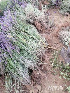 高度40厘米薰衣草