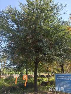 20公分弗吉尼亚栎