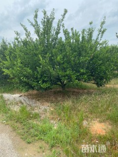 高度200厘米南丰蜜桔