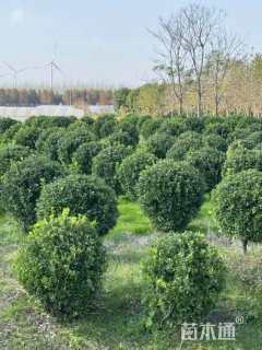 冠幅280厘米大叶黄杨球