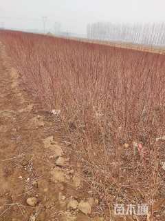 高度60厘米密枝红叶李