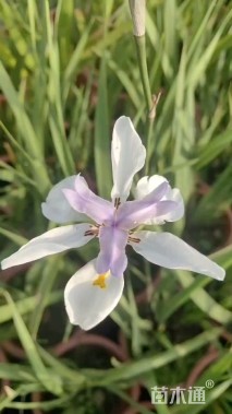 高度30厘米鸢尾