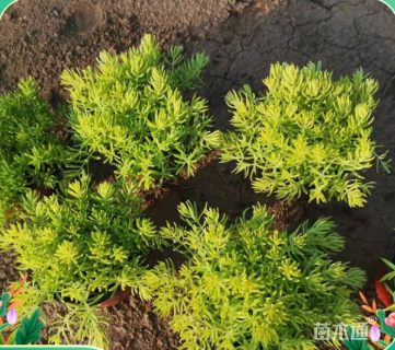 高度32厘米金叶佛甲草