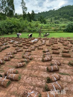 草卷状百慕大草