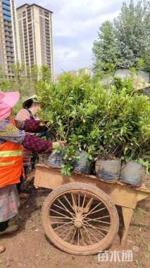 高度60厘米毛鹃