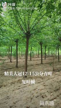12公分绿叶复叶槭