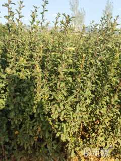 高度40厘米火棘