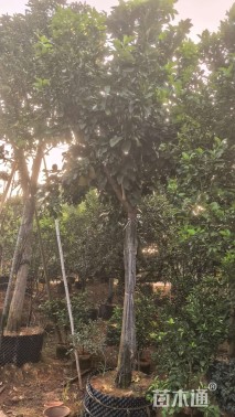 高度250厘米红心蜜柚