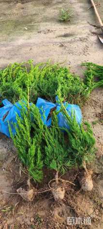 高度60厘米小龙柏