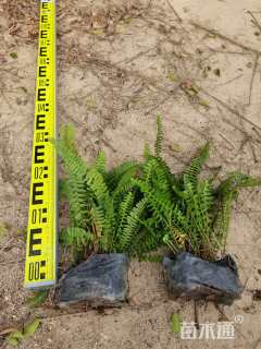 高度15厘米肾蕨