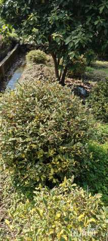 冠幅150厘米金边胡颓子球