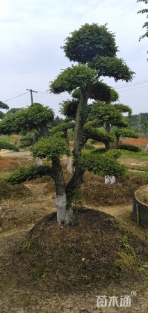 断根苗造型榆树