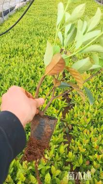 高度30厘米荚迷