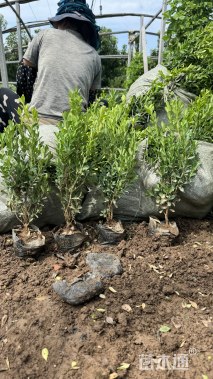 高度45厘米黄杨