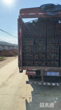 高度50厘米玉蝉花