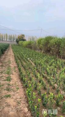 高度210厘米木槿