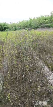 高度50厘米乌桕小苗