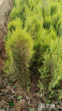 高度40厘米洒金柏