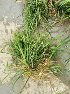 高度40厘米中叶麦冬