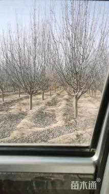 高度500厘米丛生八棱海棠