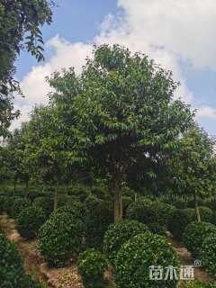 12公分大叶女贞