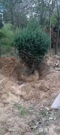 冠幅1厘米刺柏球