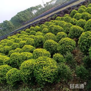 冠幅100厘米金森女贞球