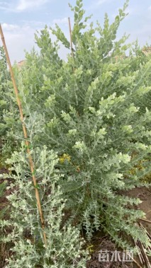 高度150厘米银叶金合欢