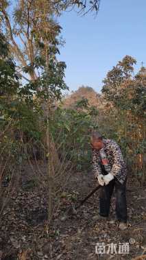 高度250厘米法国冬青