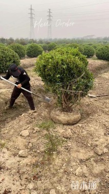 冠幅120厘米海桐球