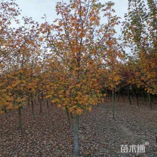 12公分12公分北美枫香