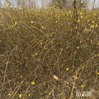 高度80厘米云南黄馨