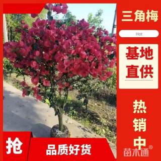 高度130厘米三角梅